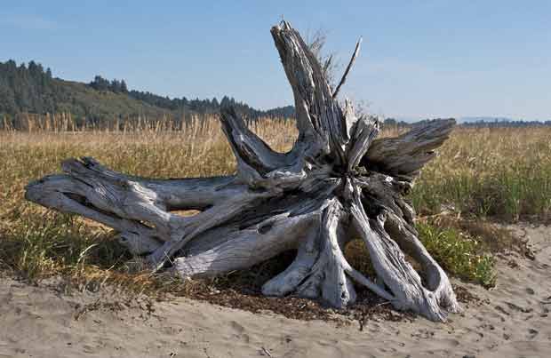 Dead tree trunk on the beach