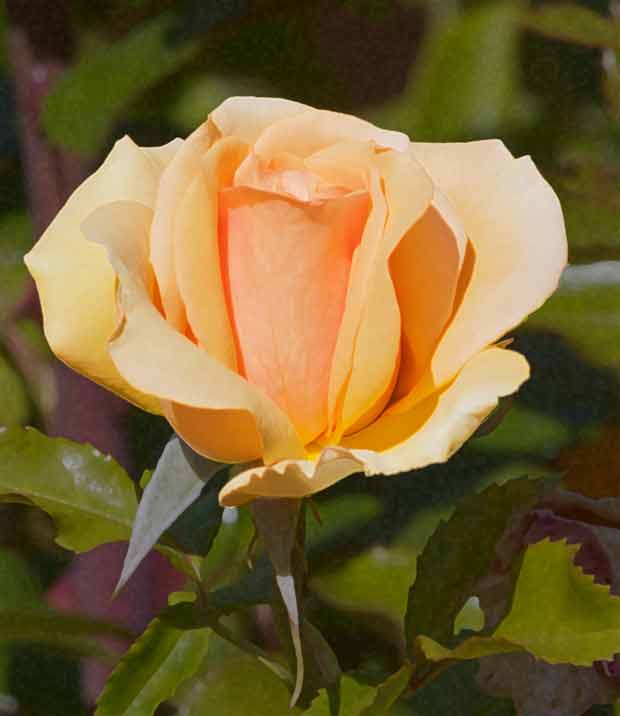 Yellow-Orange Rose