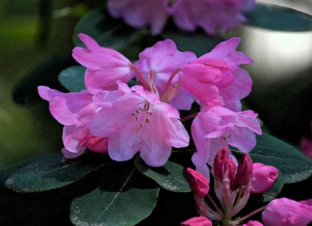 Typical Rhododendron