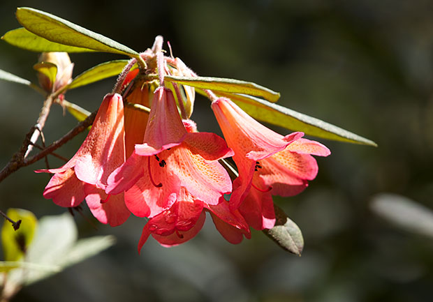 salmon-colored Rhododendron 