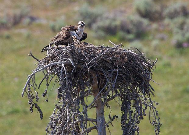 Osprey Nest 