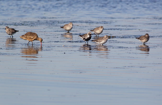 Plovers and Godwit 