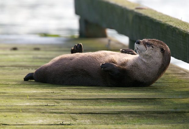 Otter sunning on dock 