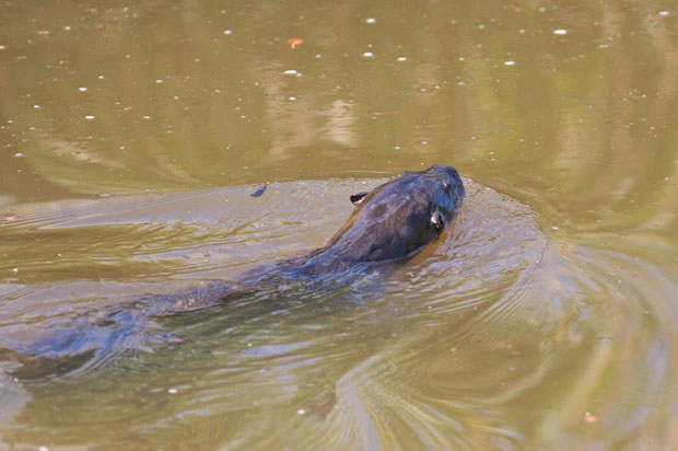 River Otter swimming