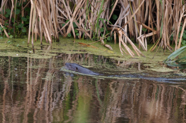 River Otter in Swamp