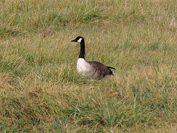 Canada Goose on Watch