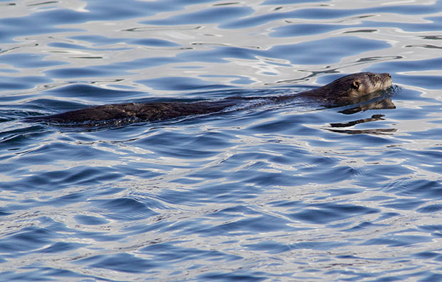 River Otter in Puget Sound 