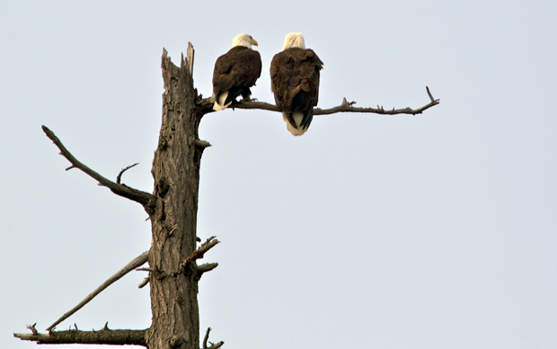 Pair Of Bald Eagles