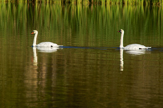 Mute Swans 