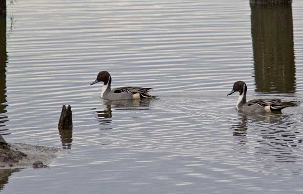 Northern PIntails