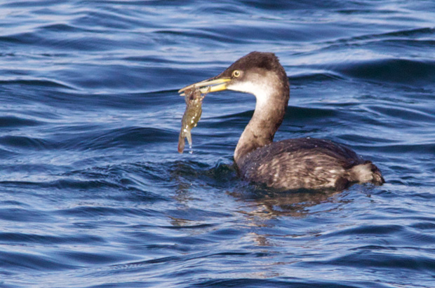Red-Necked Grebe with Shrimp 