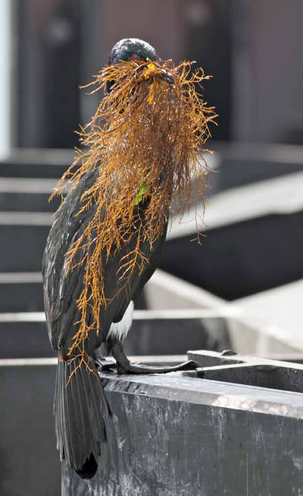 Pelagic Cormorant with Nesting Materials