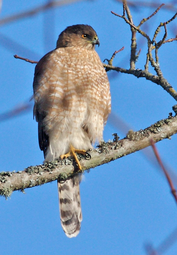 Peregrine Falcon in tree