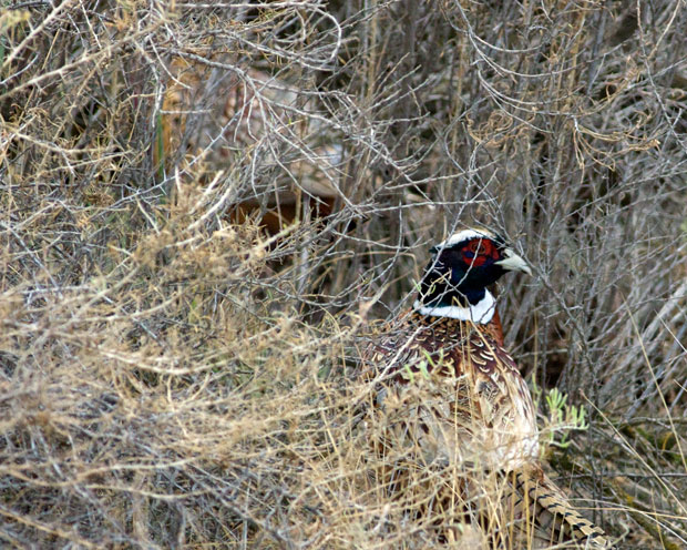 Pheasant in Bushes