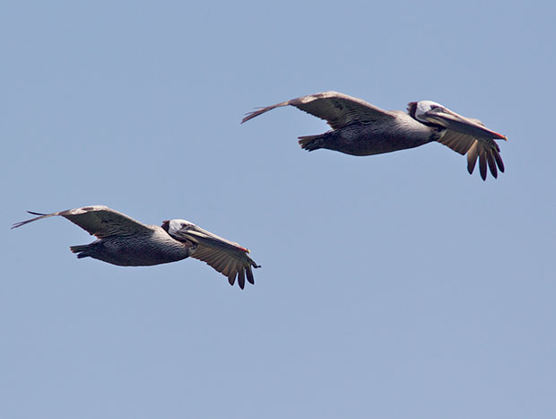 two Pelicans in flight