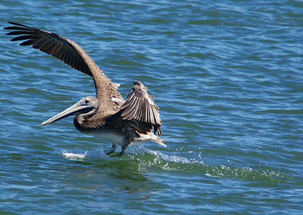Pelican landing 