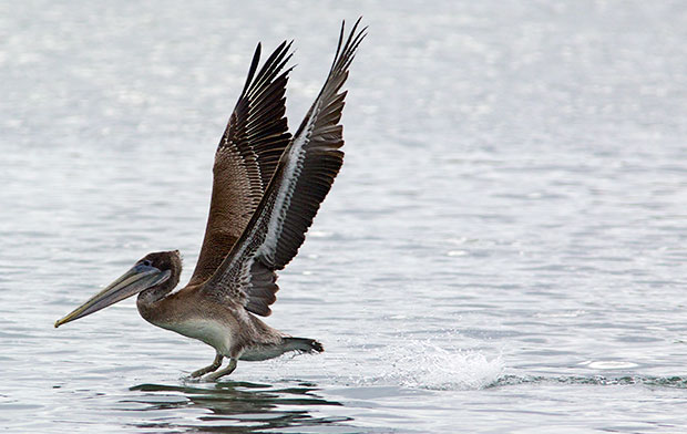 juvenile Pelican
