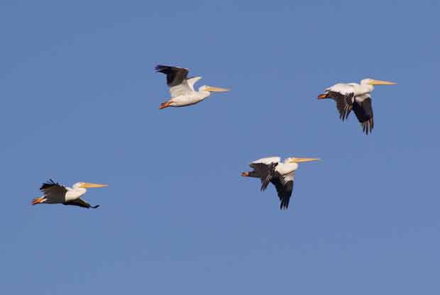 Whitle Pelicans in Flight 