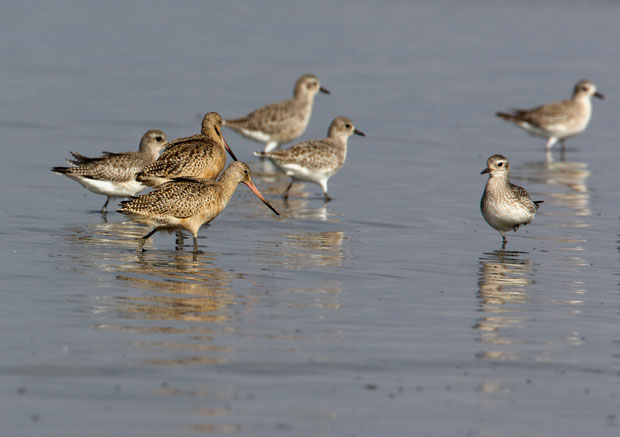 Plovers and Marbled Godwits