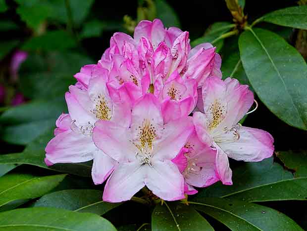 Pink and White Rhododendron 