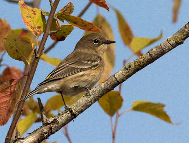Possible Hutton's Vireo