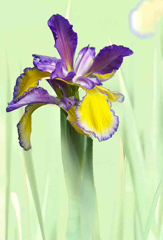 Purple and Gold Iris