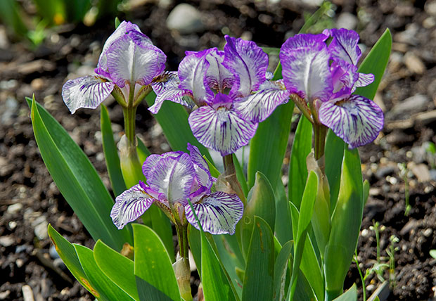 Purple and White Iris 