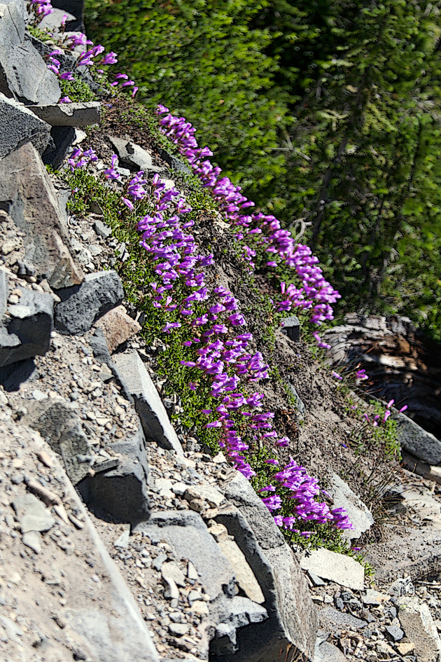 Purple flowers on Cliff
