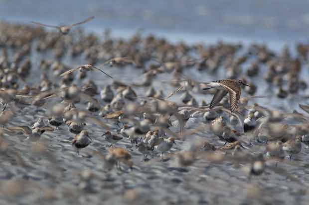 shorebird migration 