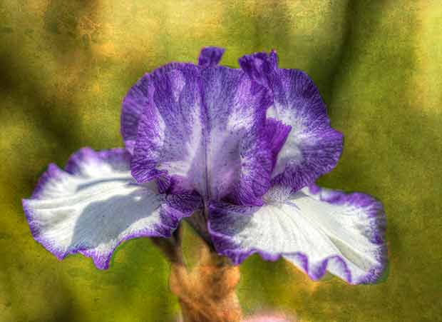purple and white Iris 