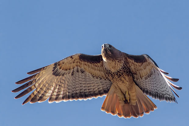  Red-Tailed Hawk