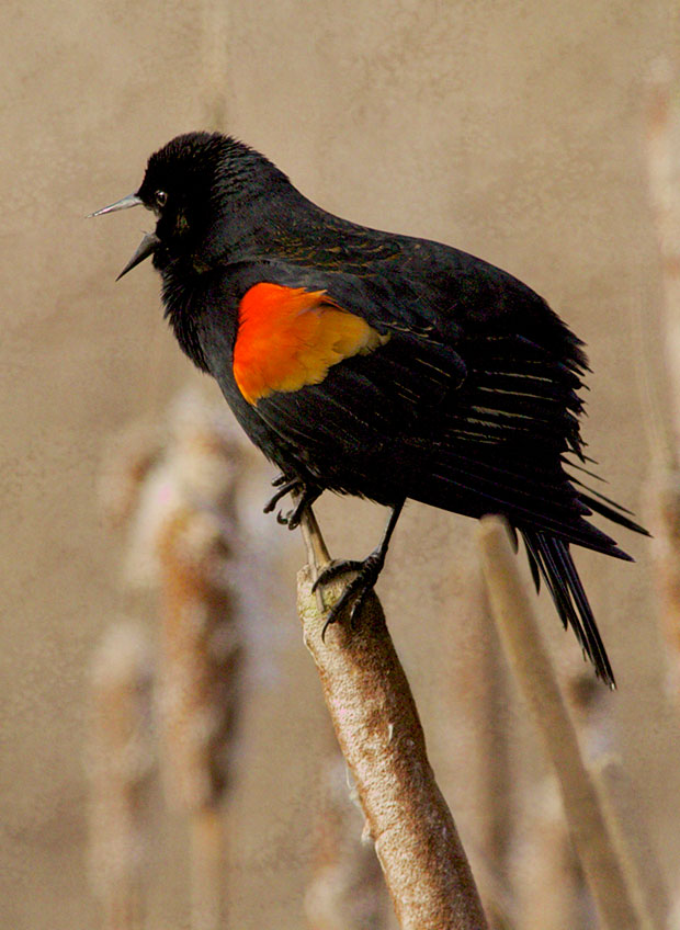  male Red-wing Blackbird 