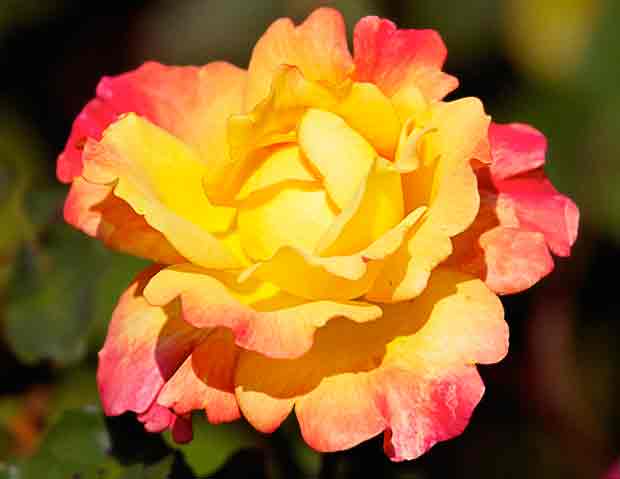 Red-Yellow Rose