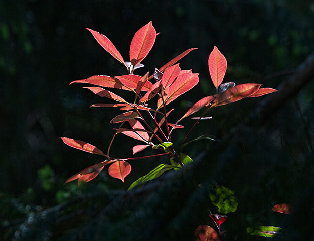 red leaves in sunshine 