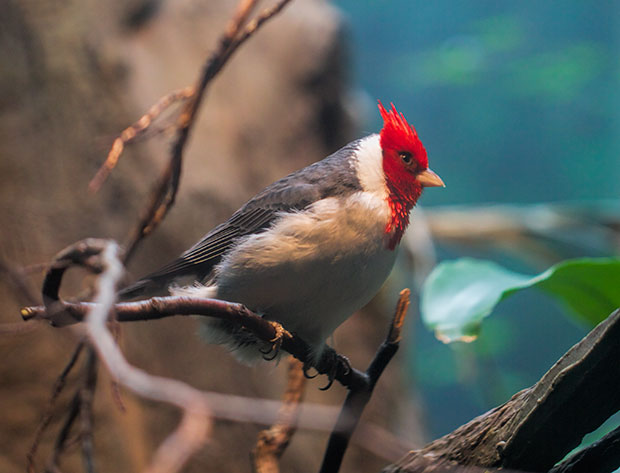 unknown bird with red head