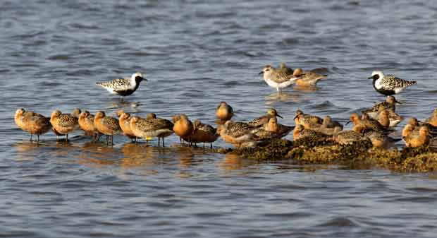 Red Knots On Sand Bar
