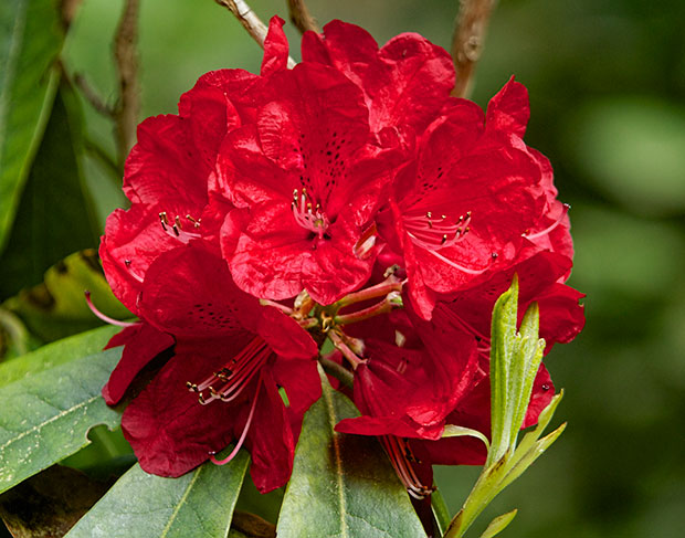 red Rhododendron 