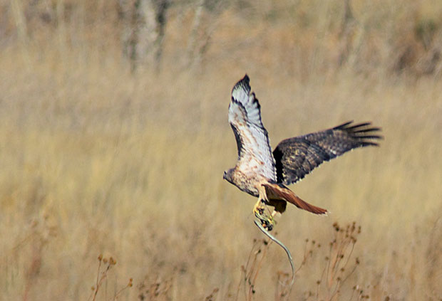  Red-Tailed Hawk with snake 