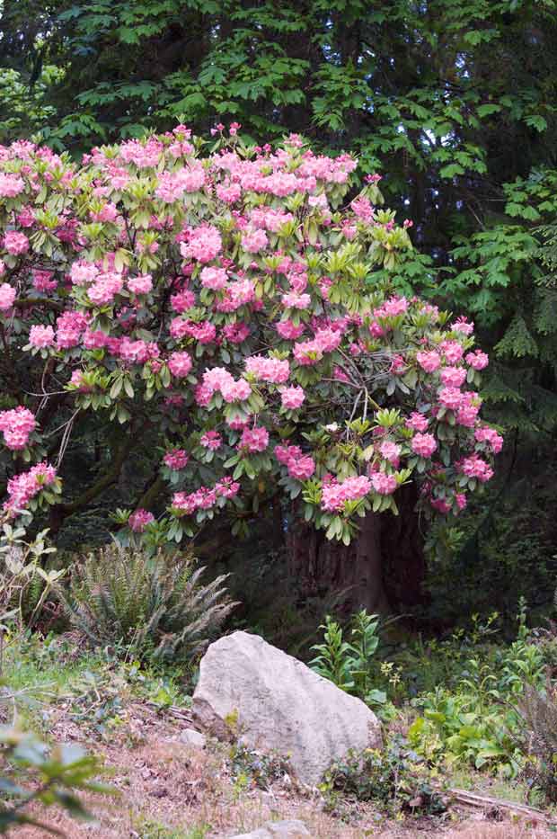 Pink Rhodendron on Bank
