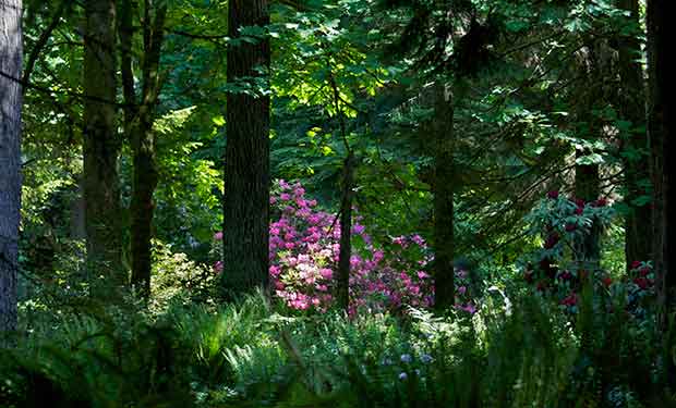 Rhododendron in Forest