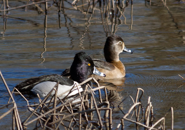 pair of Ring-Necked Ducks