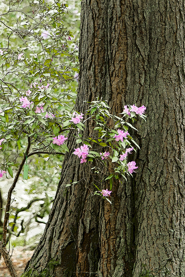Rhododendron against fir 