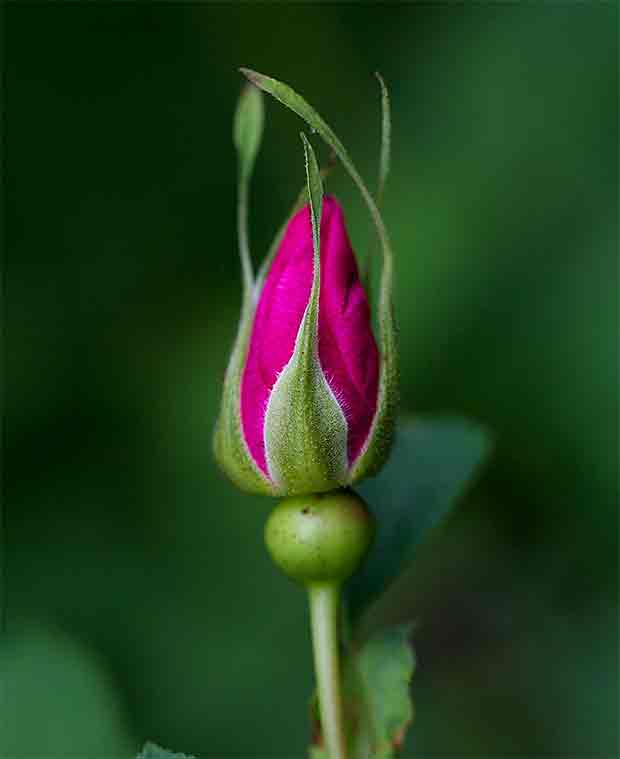 Rose Bud