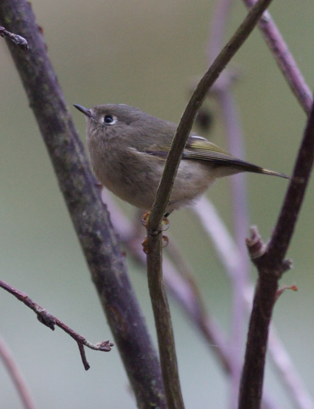 Ruby-Crowned Kinglet, I Thinkl
