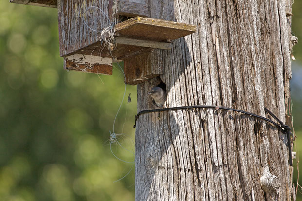 Juvenile in Nest in Tree