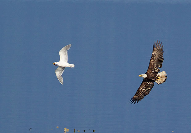 Bald Eagle chasing Gull 