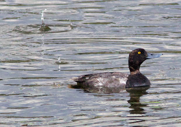 Scaup 