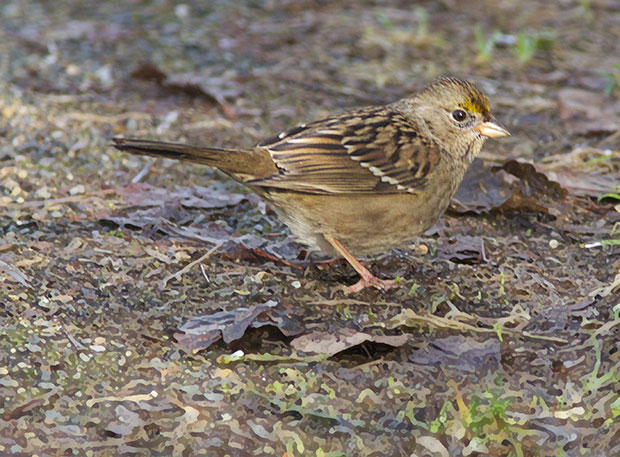  Golden-Crowned Sparrow