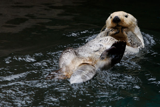 Sea  Otter