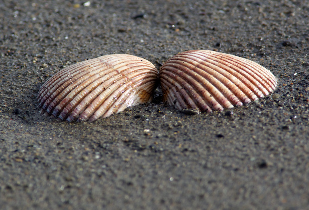 Sea Shell 